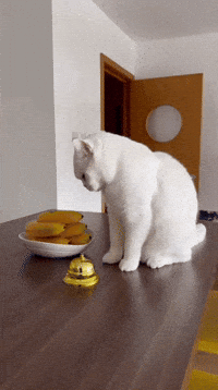 White Cat GIF