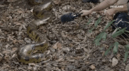 viceland GIF by Earthworks