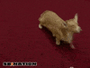 dog rolls rolling GIF by SB Nation