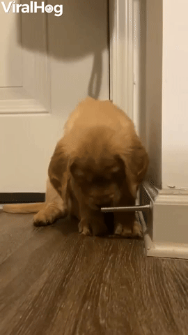 Playful Puppy Fascinated by Doorstop