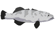 Grouper Sticker by Blue Marine Foundation
