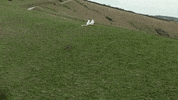 GIF by Partisan Records