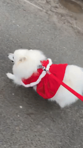 'Absolute Christmas Chaos': Dogs Decked Out in Holiday Outfits for Canine Carol Service