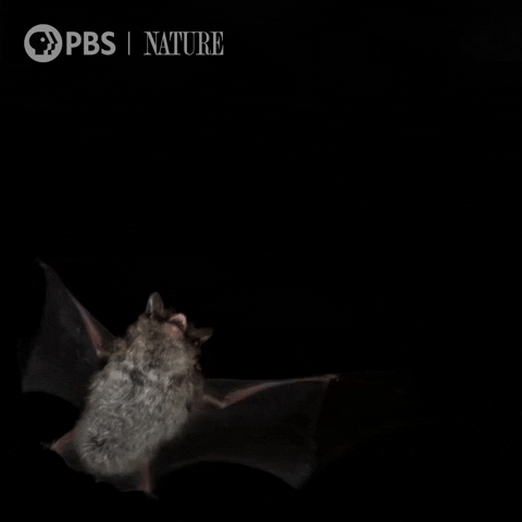 Soar Close Up GIF by Nature on PBS