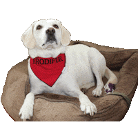 No Way Dog Bandana Sticker by Brodifur