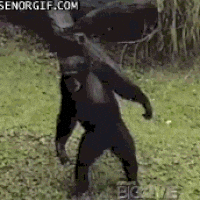 ape GIF