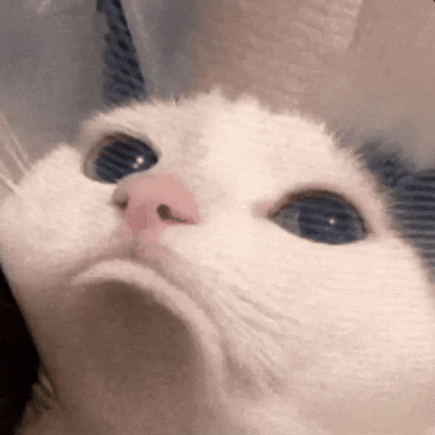 Iraq Sad Cat GIF by Bashar