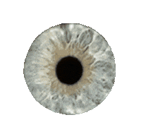 IrisFotoSchweiz color photography eye switzerland Sticker
