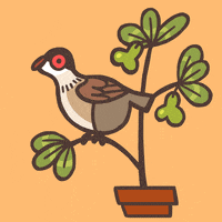 gabymoruza christmas birds 12daysofchristmas GIF