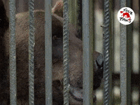 fourpaws_australia bears wildlife animal rights animal rescue GIF