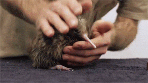 Bird Kiwi GIF