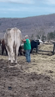 Massachusetts Farmers Look Tiny Next to Their Gigantic Ox