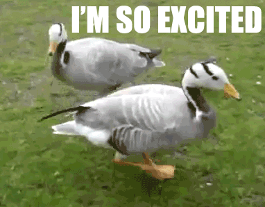 Video gif. A gray and white duck rapidly and eagerly stamps its feet on the grass. Text, "I'm so excited." 
