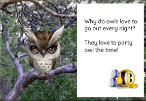 Owl GIF