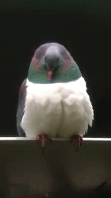 birdoftheyear kereru GIF