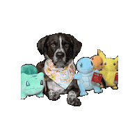 Trading Cards Pokemon Sticker by Geekster Pets