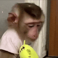 Czz GIF