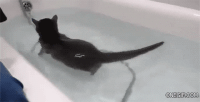 cat swimming GIF