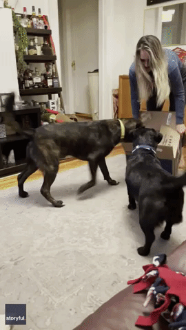 Dogs Overwhelmed After Owner Dumps Tennis Balls