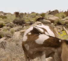 Palm Springs Movie GIF by The Lonely Island