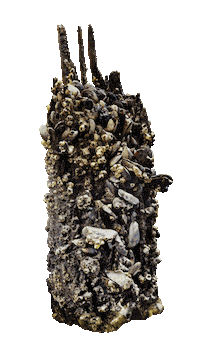 NewtownCreekAlliance water nyc wildlife brooklyn Sticker