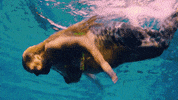 mermaid misfits and monsters GIF by truTV’s Bobcat Goldthwait’s Misfits & Monsters