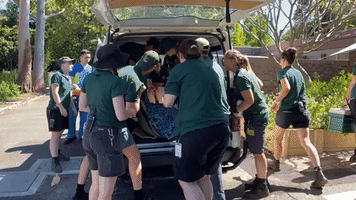 Perth Zoo Lion's Tooth Extraction a 'Roaring Success'