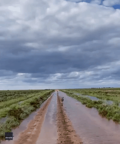 Kangaroo Hops Along Flooded Farm Road As Heavy Rains Hit Rural New South Wales
