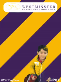 wkcdogshow GIF by Westminster Kennel Club