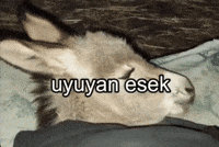 Donkey GIF
