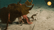 Hands Octopus GIF by CuriosityStream