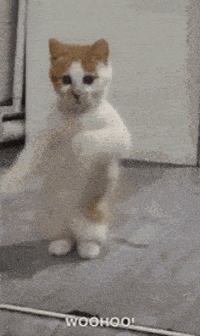 DMAshura dance cat meme wohoo GIF