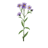 Flower Spring Sticker
