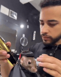 Mouse Rat GIF by Respective