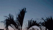 cuba GIF by NOWNESS