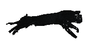black cat Sticker by Joseph Fontinha