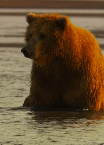 grizzly bear GIF by Head Like an Orange