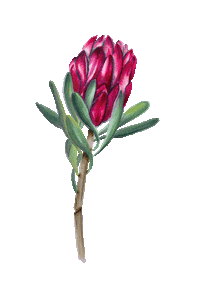 gustavson_illustration color watercolor husband sketching Sticker