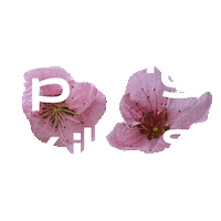 Fun Summer Sticker