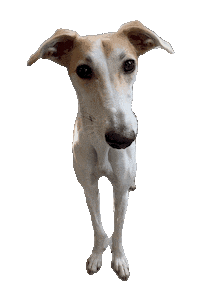 Hungry Dog Sticker by De Graafschap Dierenartsen