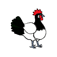 Chicken Sticker