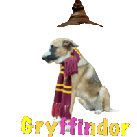 cassieadventuresoul harry potter cute dog cassie gryffindor Sticker