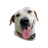 Happy Dog Sticker by Pawssion Project Foundation Inc.