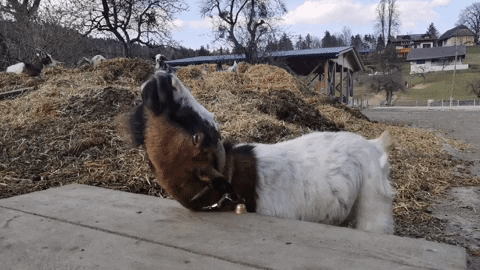 ponyklippklapp giphygifmaker animals animal goat GIF