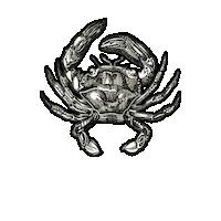 Marine Biology Beach Sticker by The Wild Curiosity