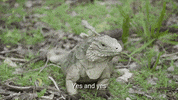 hell yeah yes GIF by Celebrity Cruises Gifs