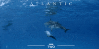 bbc two ocean GIF by BBC