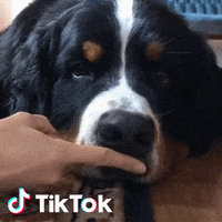 Cane GIF by TikTok Italia