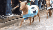 GIF by Random Goat