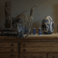 cats biscuit GIF